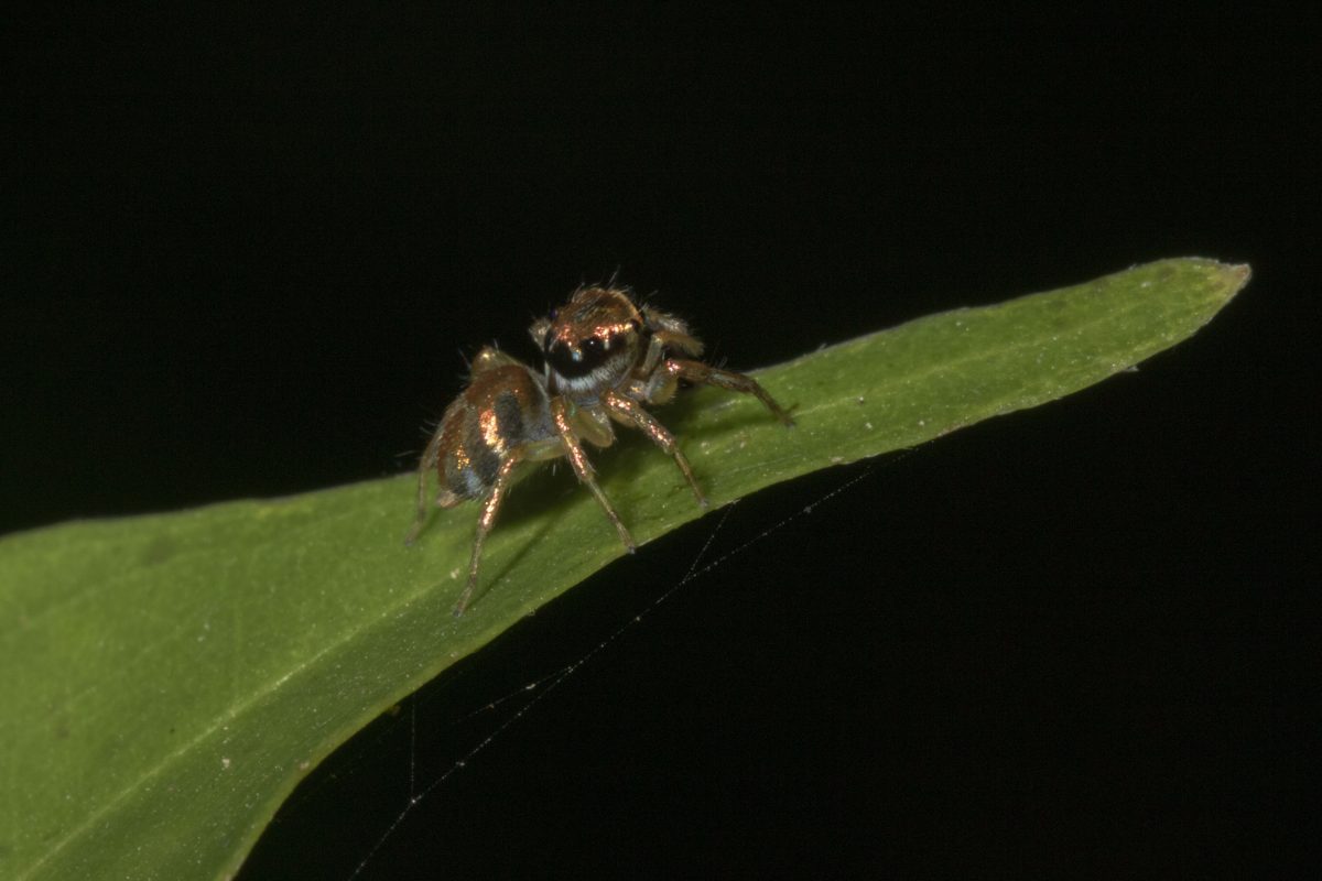 Bronze Jumping Spider – ktuli photography