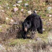 Grand Tetons National Park (part 10): Black Bears