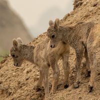 Badlands National Park (part 2): Little Bighorns