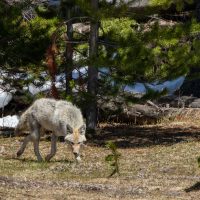 Another Coyote on the Prowl