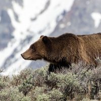 Grand Tetons National Park (part 11): More Grizzlies