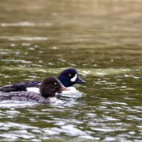 Grand Tetons National Park (part 13): Pair of Barrow’s Goldeneyes