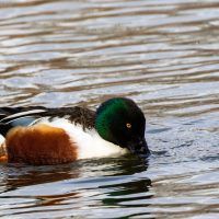 California Duck Assortment