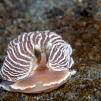 Nudibranch Week 3.0 (part 1): PNW Nudis