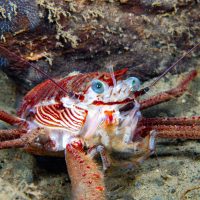 PNW Crustacean Assortment