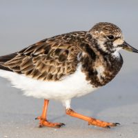 Sanderling