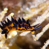 Nudibranch Week 3.0 (part 2): Wrong Ocean?