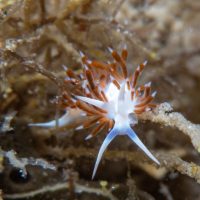 Nudibranch Week 3.0 (part 4): Florida Assortment