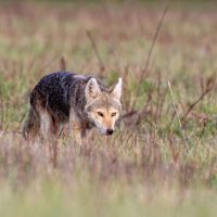 Great Smoky Mountains National Park (part 2): Cooperative Coyote