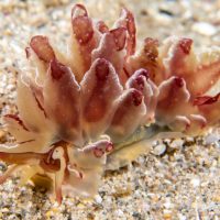 Nudibranch Week 3.0 (part 3): Harlequin Glass Slug