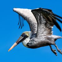 Brown Pelicans in Mexico