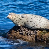 Basking Harbor Seals