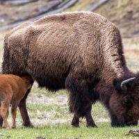 Yellowstone National Park (part 9): Red Dogs