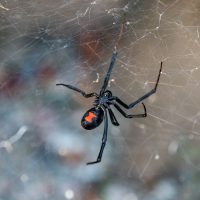 Death Valley National Park (part 4): Spiders