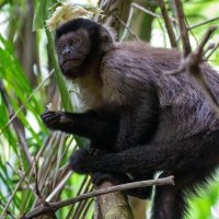 Black Capuchin Monkey