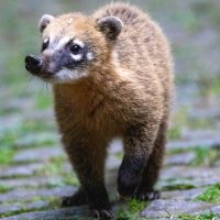 South American Coati