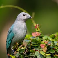 Sayaca Tanager