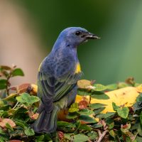 Golden-chevroned Tanager