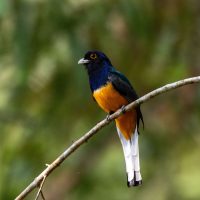 Green-backed Trogon Pair