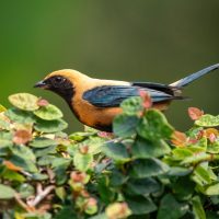 Burnished-buff Tanager