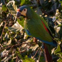 Blue-winged Macaw