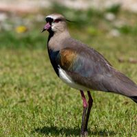 Southern Lapwing