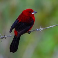 Brazilian Tanager Pair