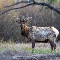 Grand Tetons National Park (part 14): Velvety Antlers