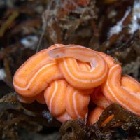 A Few Ribbon Worms from the Puget Sound