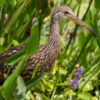 Limpkins