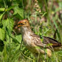 Guira Cuckoo