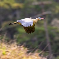 Whistling Heron