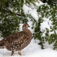 More Sooty Grouse in the Snow