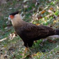 Crested Caracara