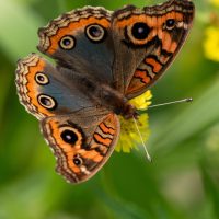 More Butterflies from Brazil